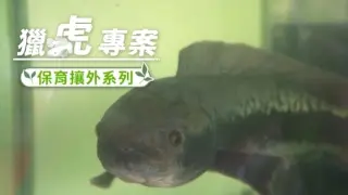 保育攘外任務 魚虎末日來臨？