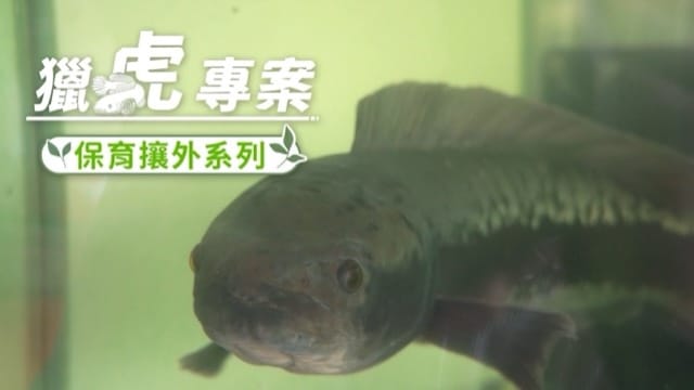 保育攘外任務 魚虎末日來臨？